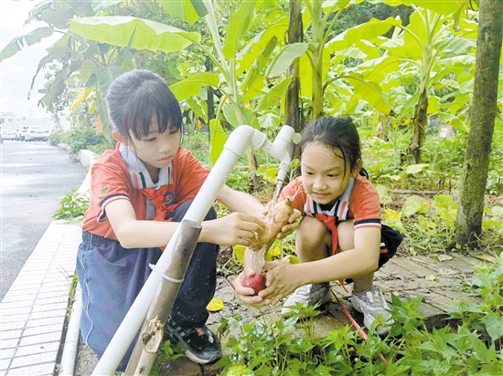 良山小學(xué)挖番薯、洗番薯，同學(xué)們忙得熱火朝天。.jpg